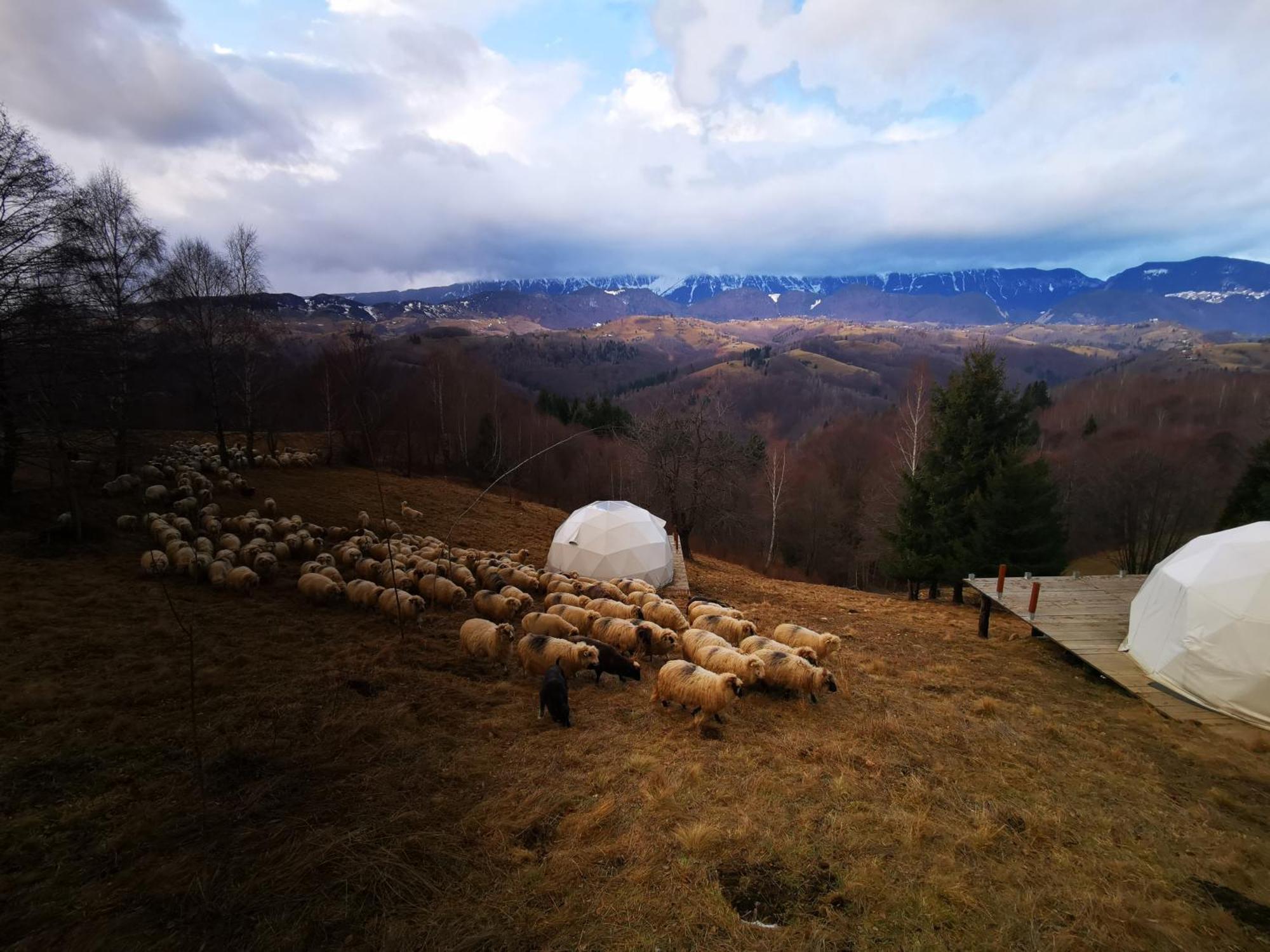 Hotel Glamping Zazen Drumu Carului Zewnętrze zdjęcie