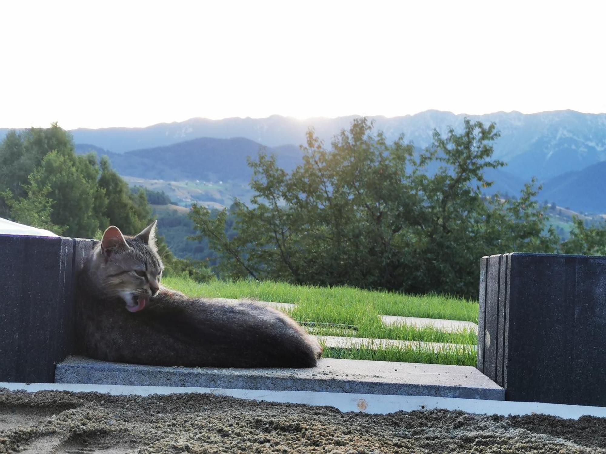 Hotel Glamping Zazen Drumu Carului Zewnętrze zdjęcie