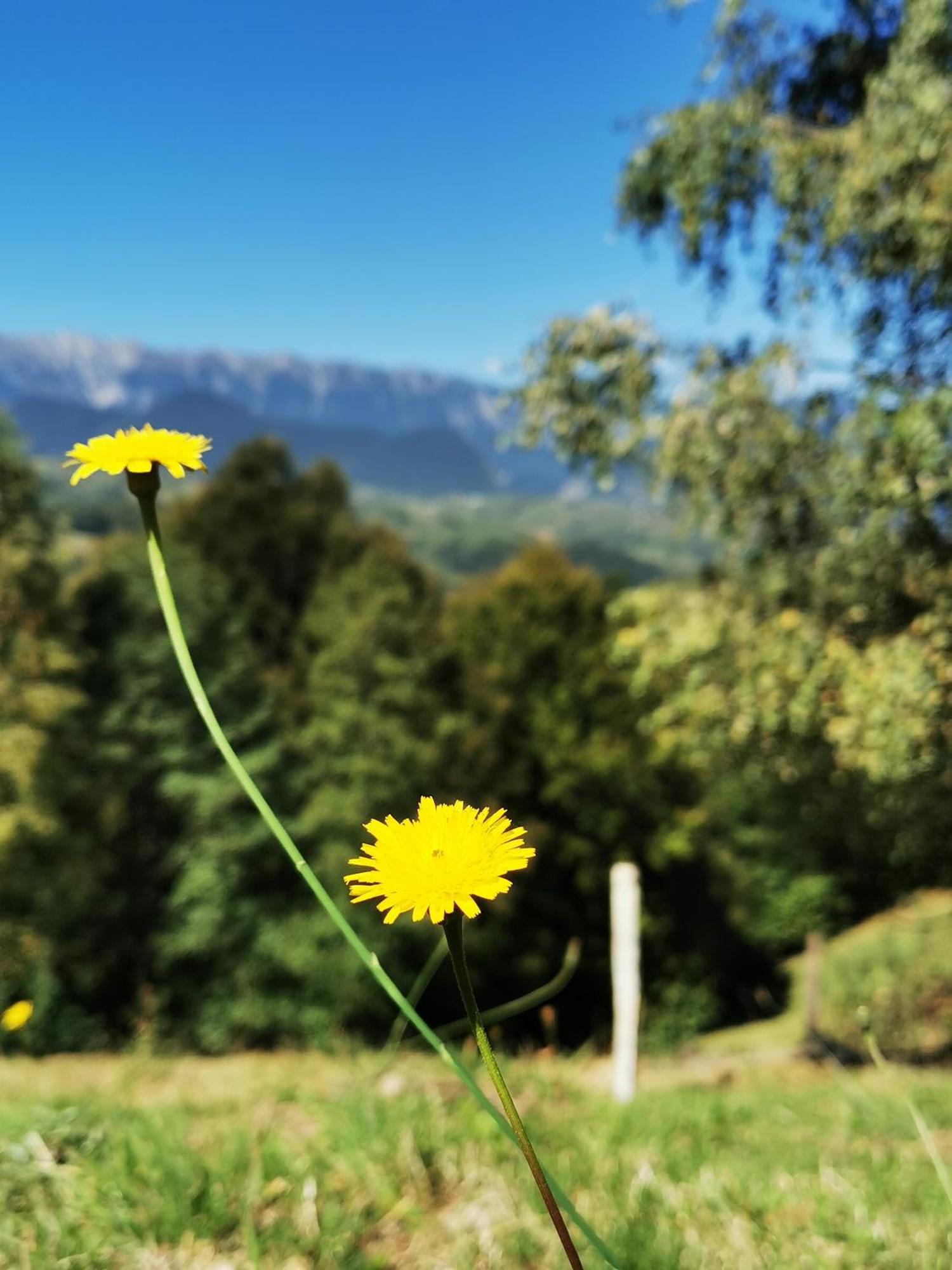 Hotel Glamping Zazen Drumu Carului Zewnętrze zdjęcie